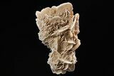 Selenite Desert Rose on Stand - Chihuahua, Mexico #264527-1